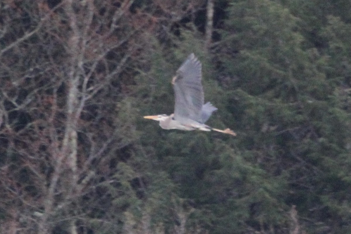 Great Blue Heron - ML617764224