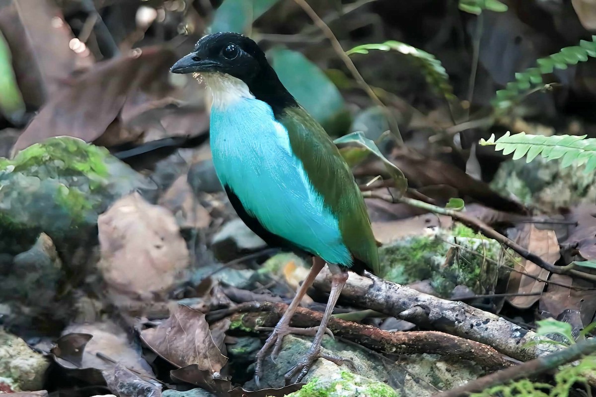 Azure-breasted Pitta - ML617764229