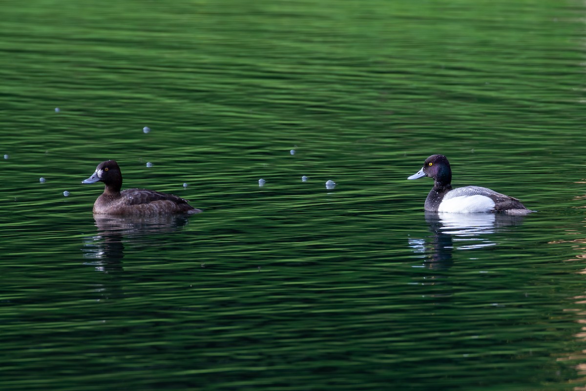 Lesser Scaup - ML617764238