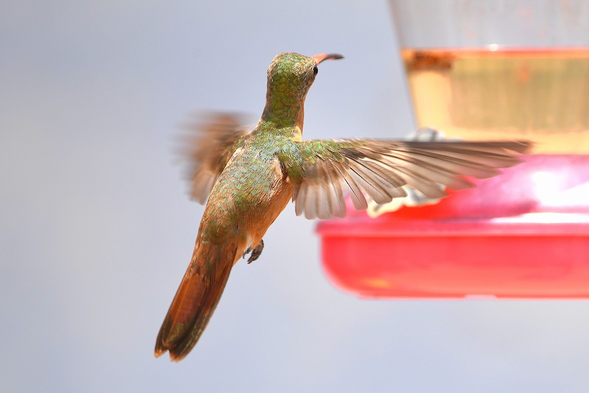 kolibřík ryšavý - ML617764272