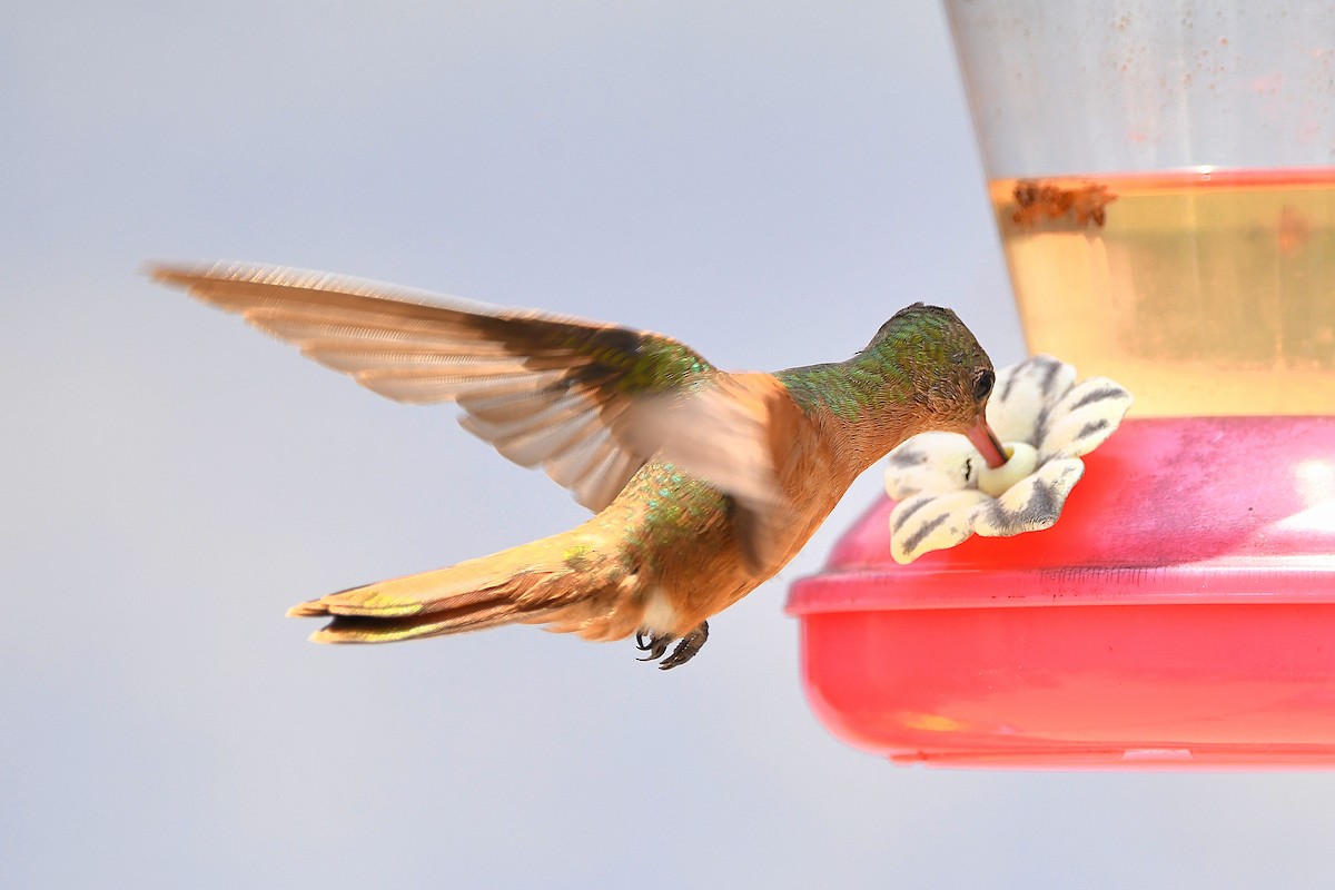 kolibřík ryšavý - ML617764281