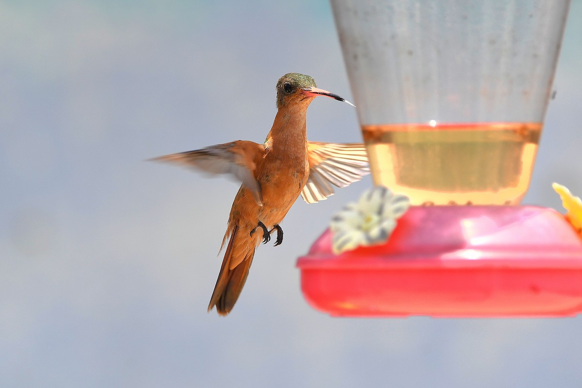 kolibřík ryšavý - ML617764301