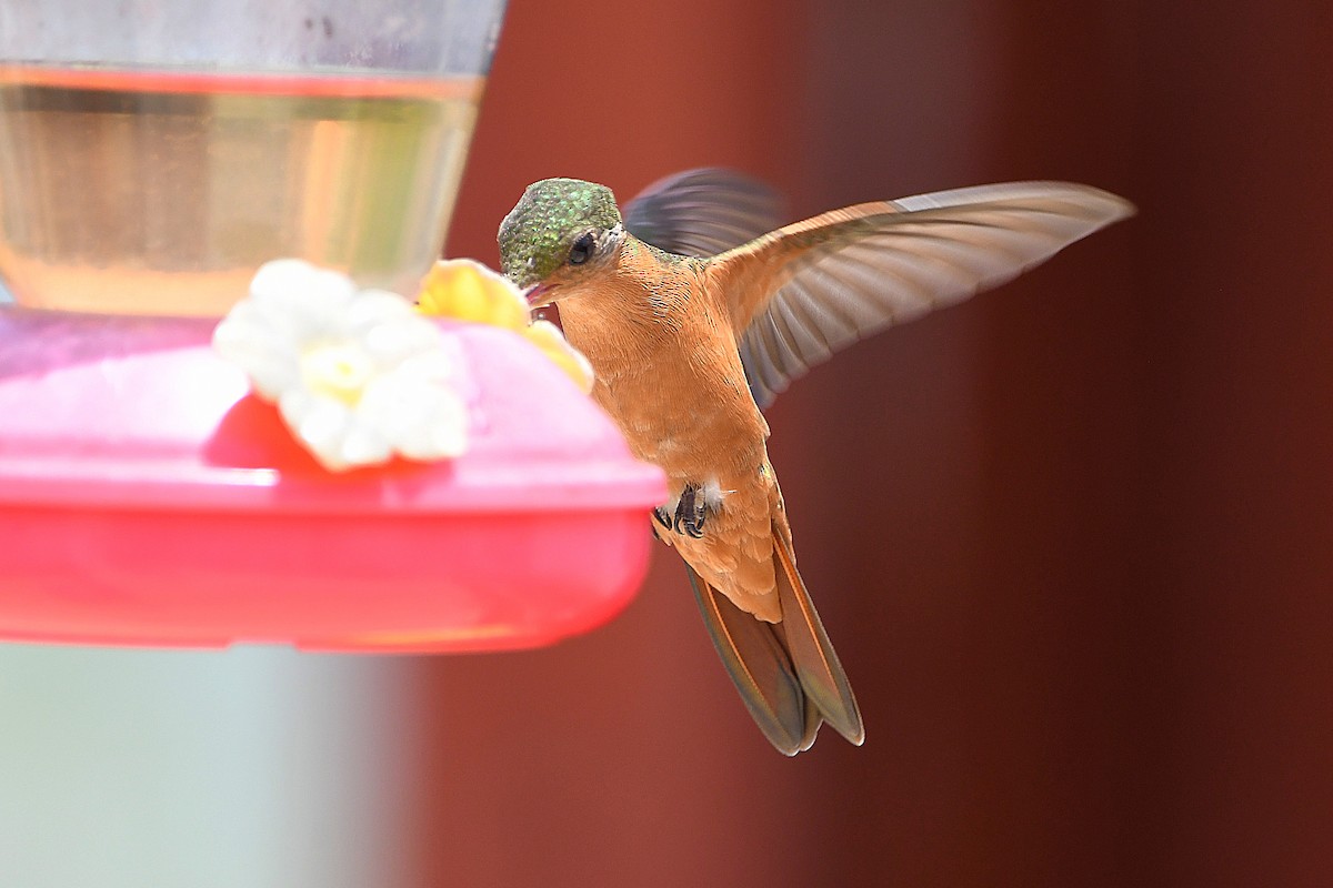 kolibřík ryšavý - ML617764313