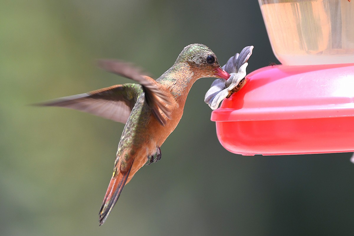 kolibřík ryšavý - ML617764321
