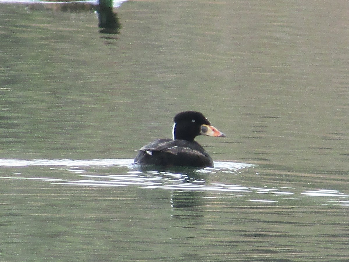 Surf Scoter - ML617764329