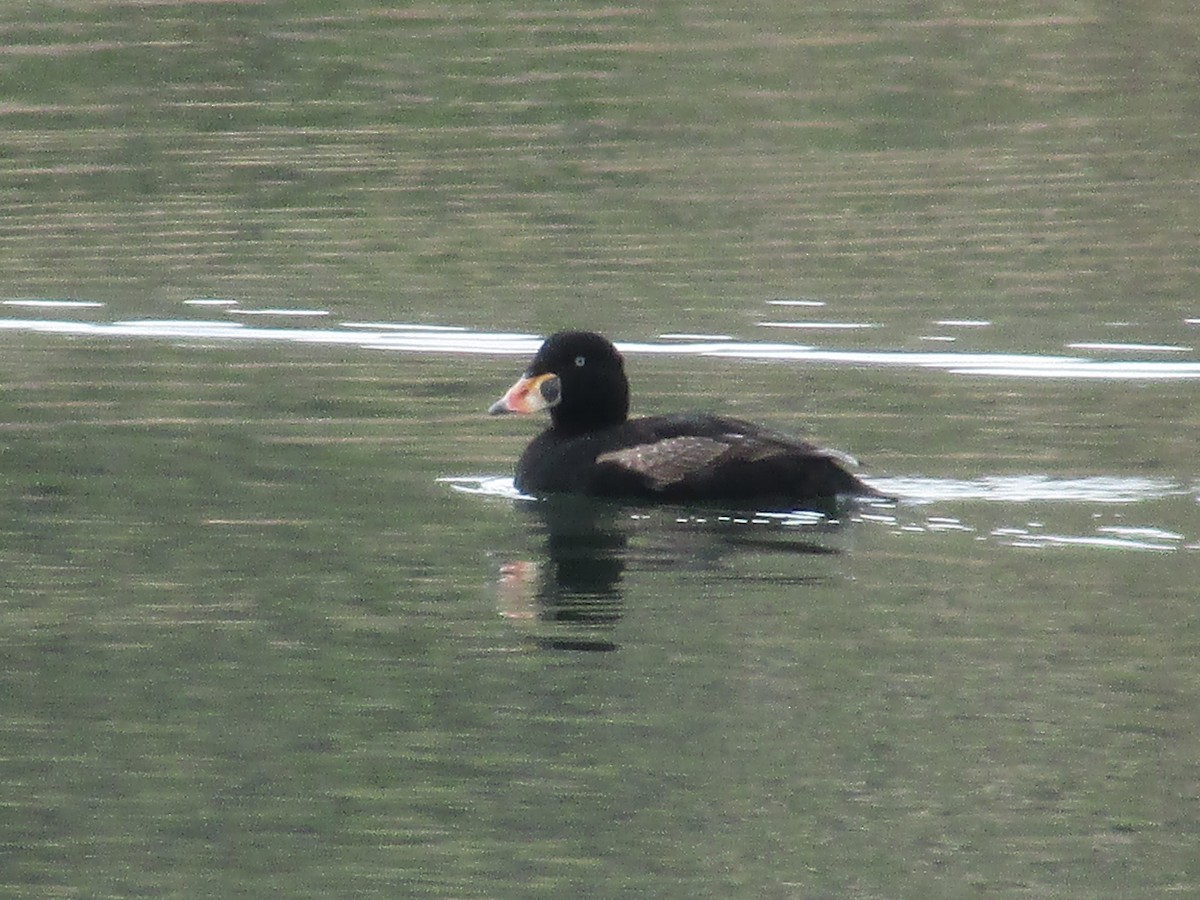 Surf Scoter - ML617764330