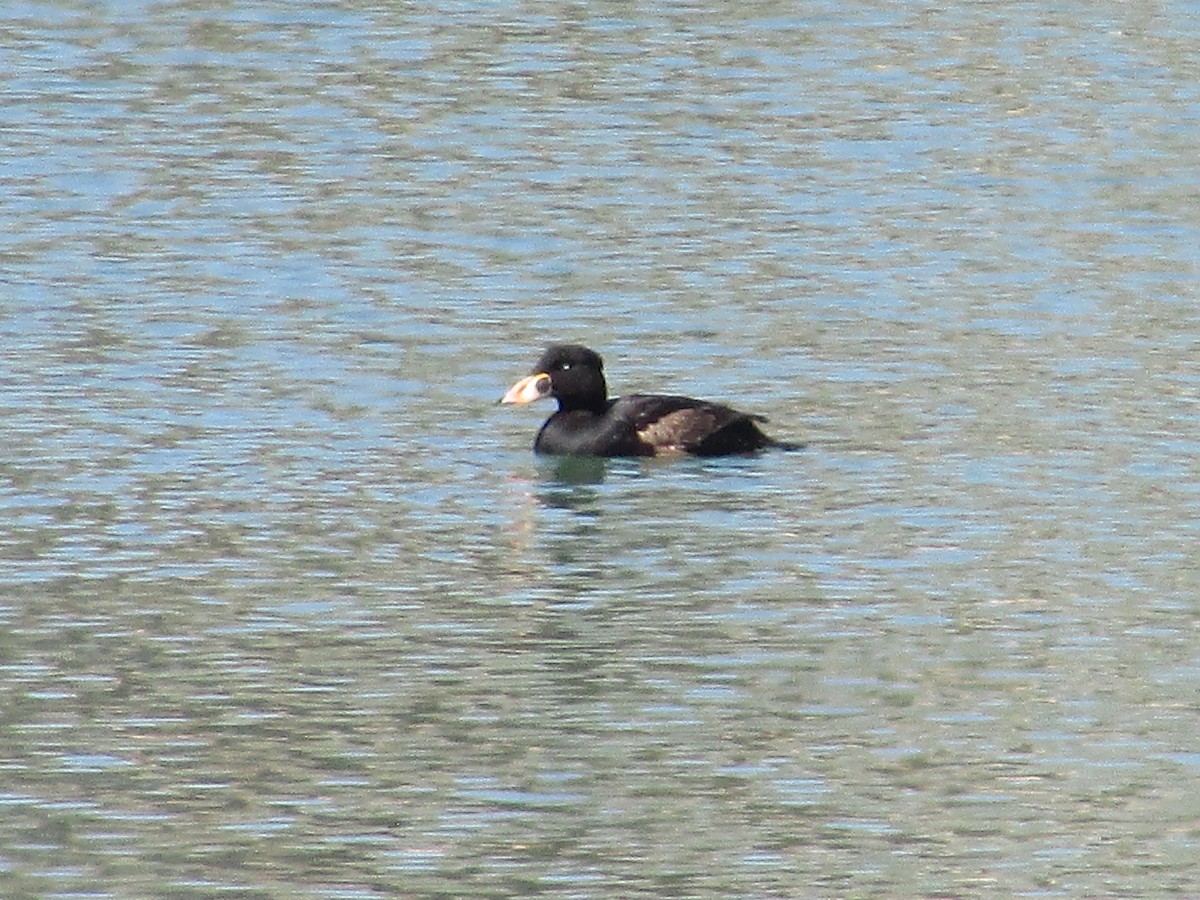 Surf Scoter - ML617764332