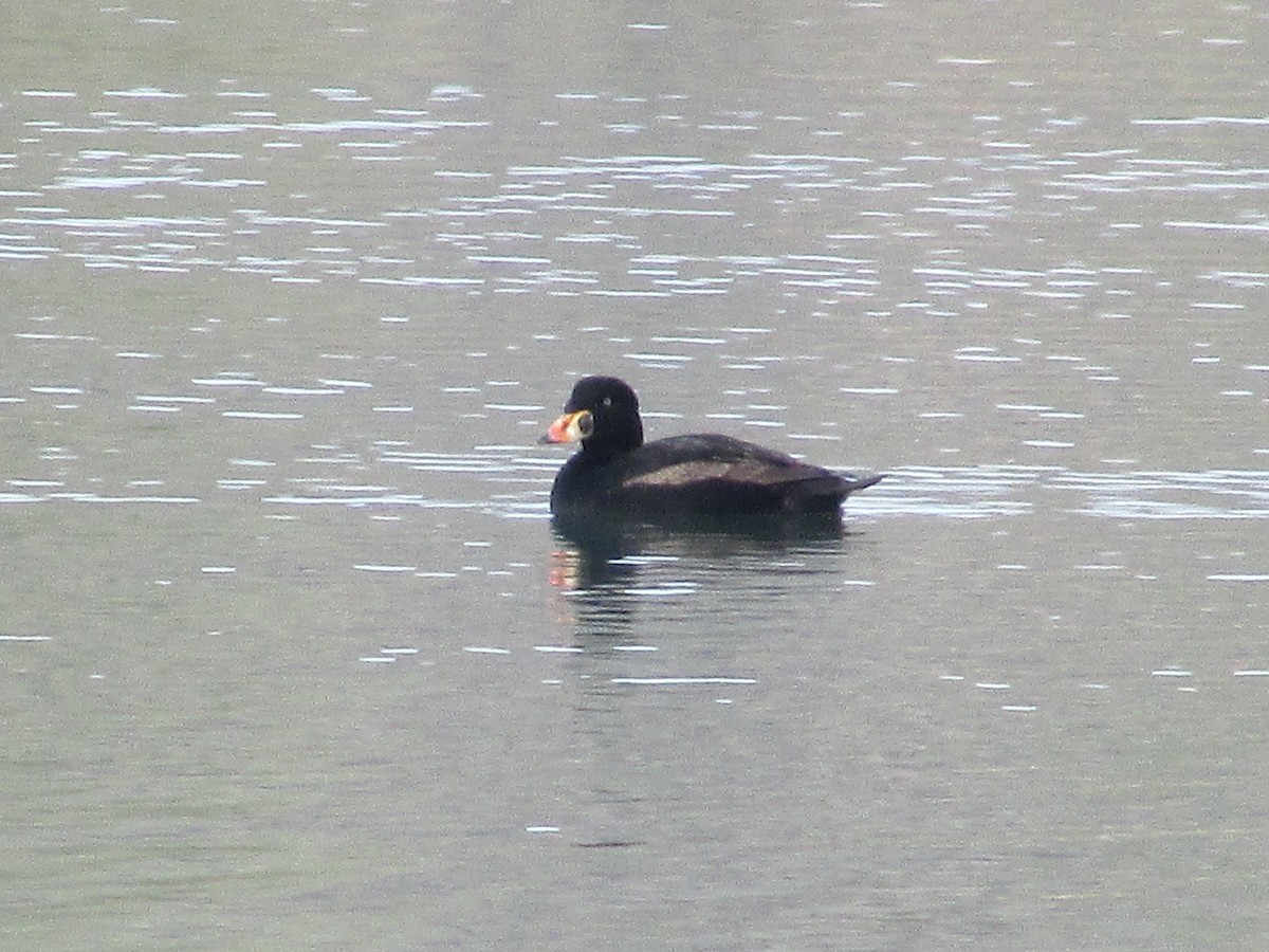 Surf Scoter - Felice  Lyons