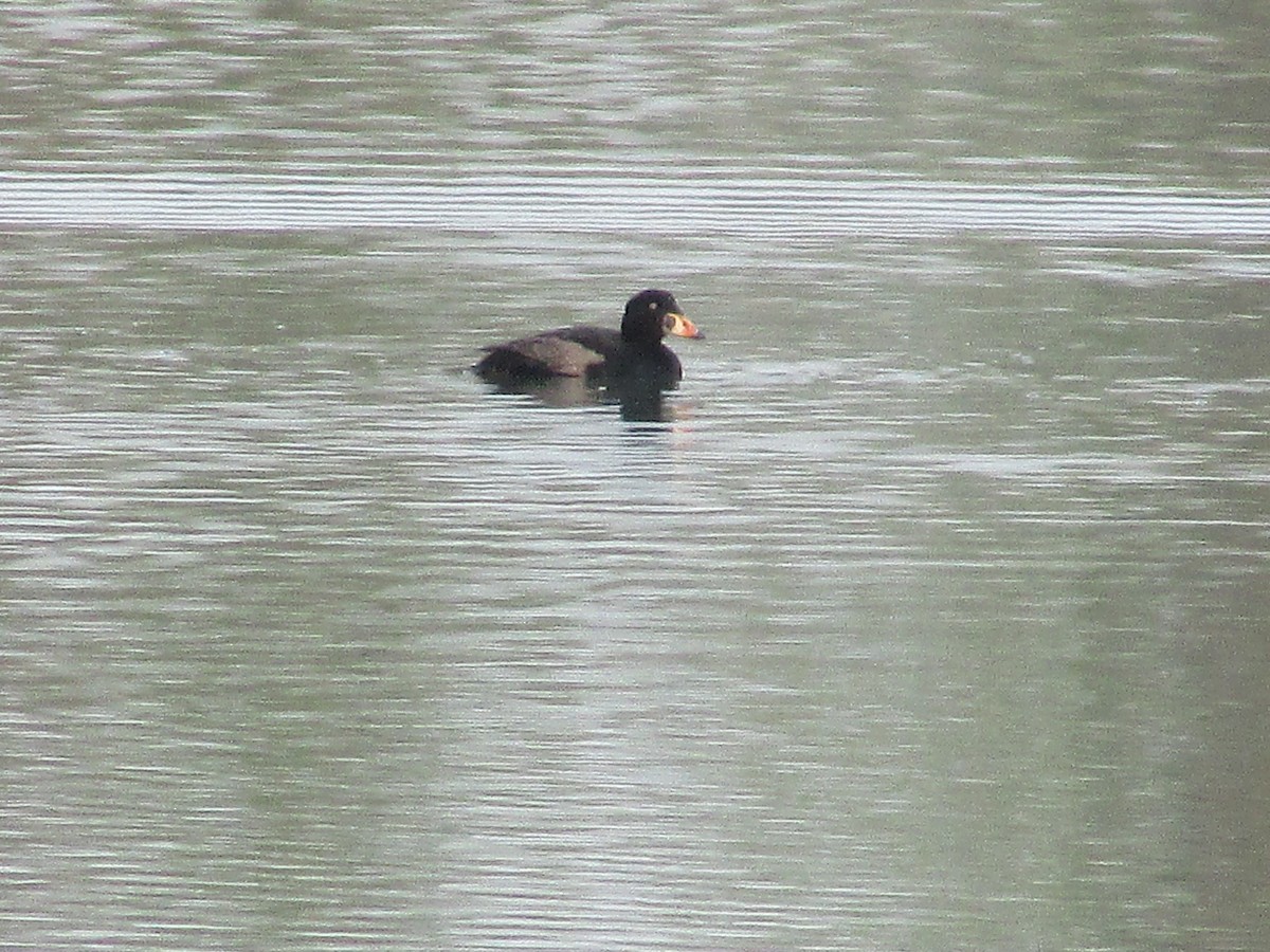 Surf Scoter - ML617764336