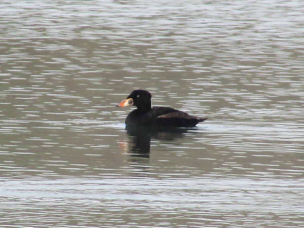 Surf Scoter - ML617764337