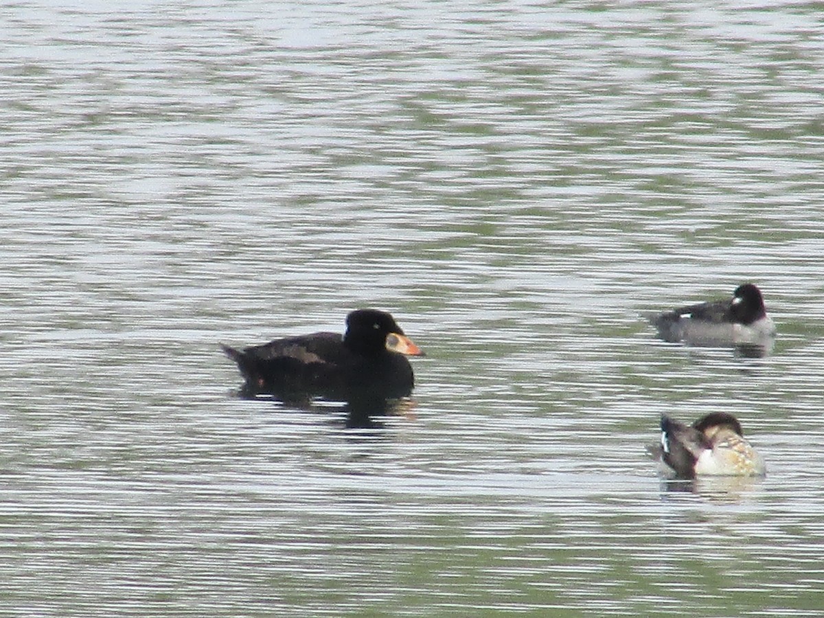 Surf Scoter - ML617764338