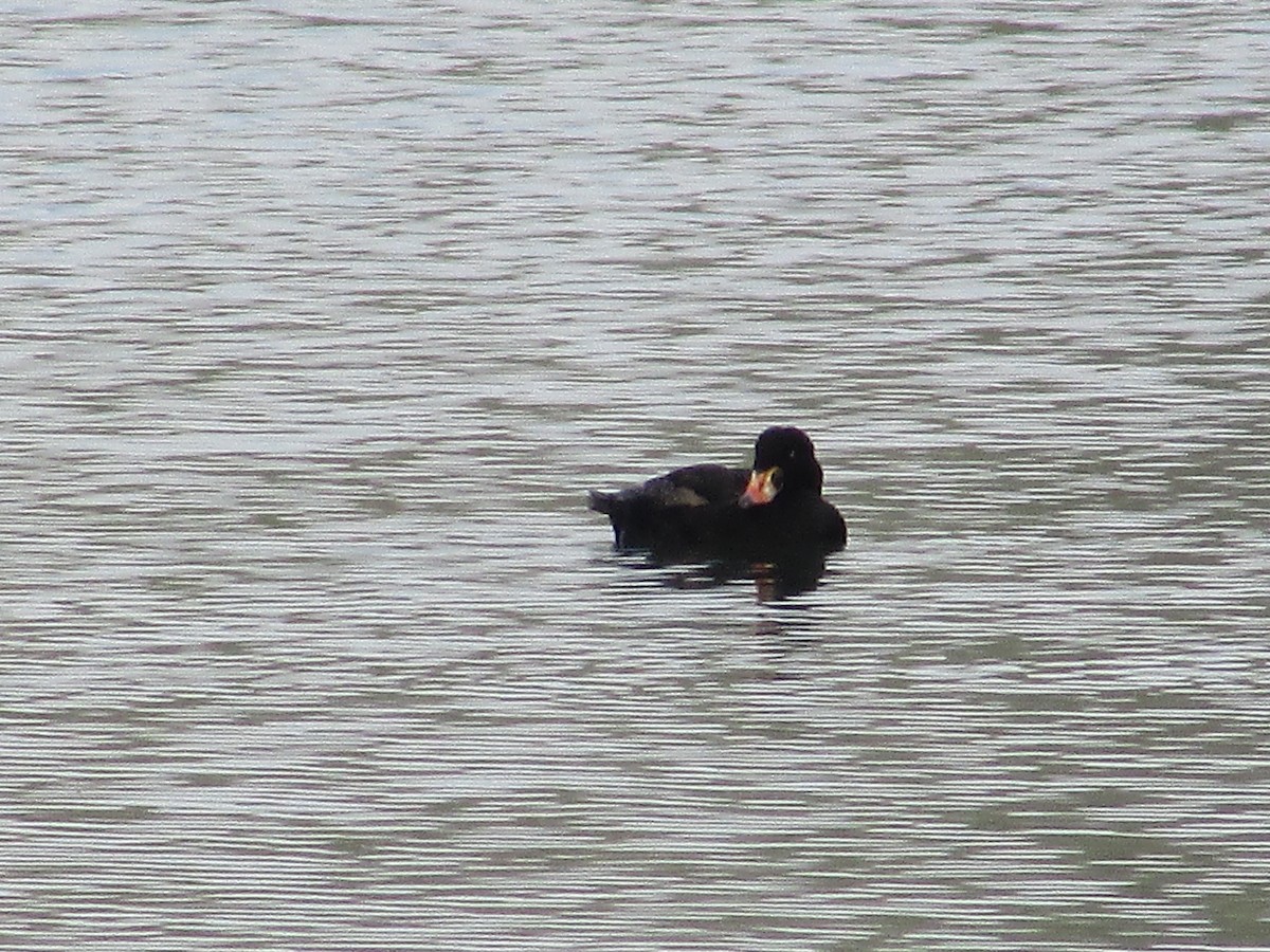 Surf Scoter - ML617764343