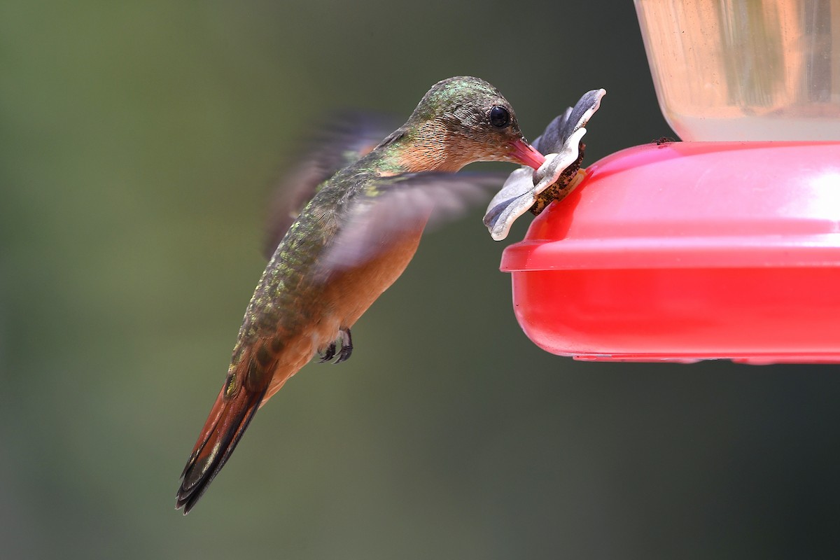 kolibřík ryšavý - ML617764344