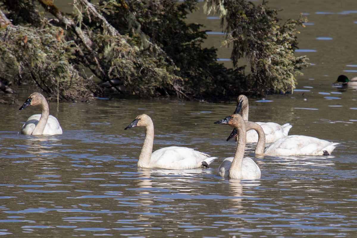 Trumpeter Swan - ML617764347