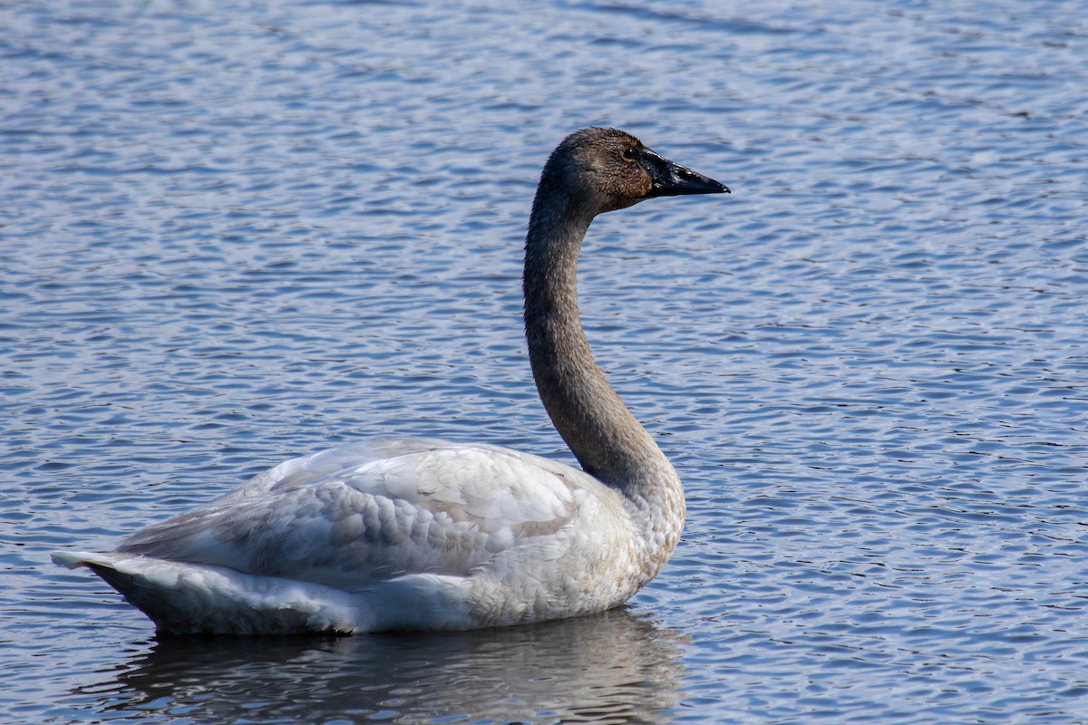 Cisne Trompetero - ML617764349