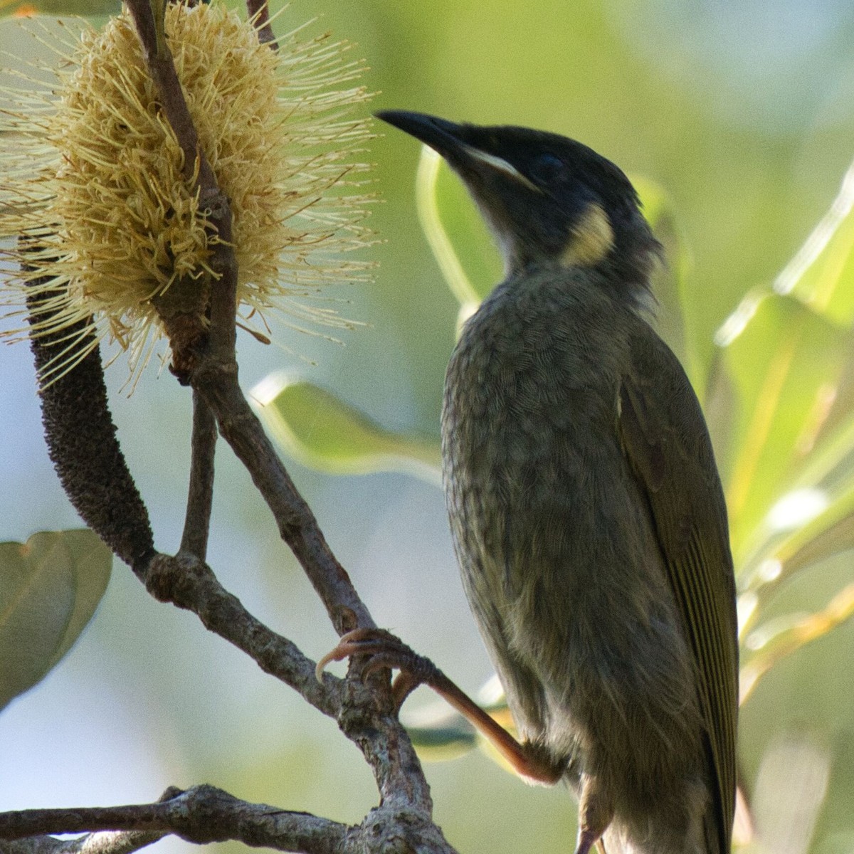 Lewin's Honeyeater - ML617764368