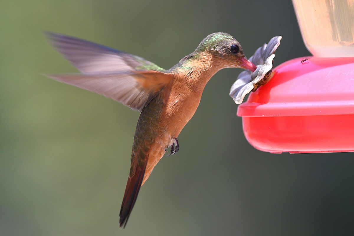 kolibřík ryšavý - ML617764387