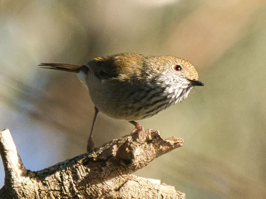 Brown Thornbill - Mark Pronger