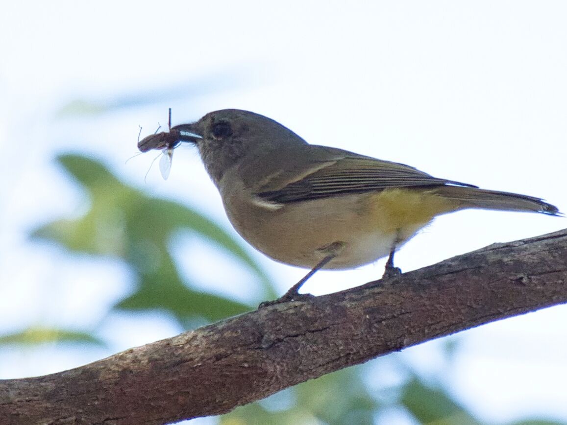 Golden Whistler - ML617764391