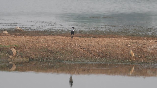 Spur-winged Lapwing - ML617764404