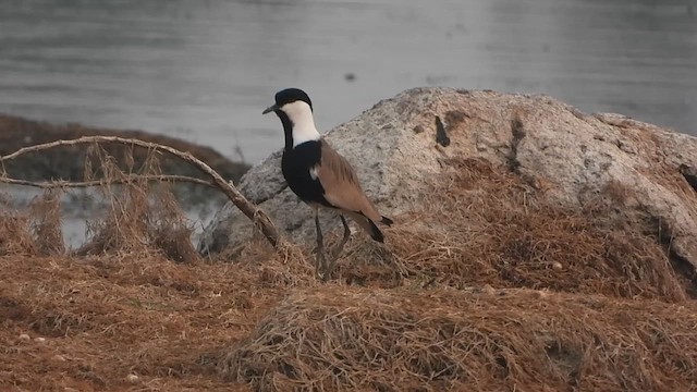 Spur-winged Lapwing - ML617764411