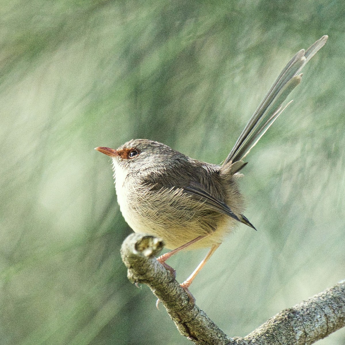 Superb Fairywren - Mark Pronger