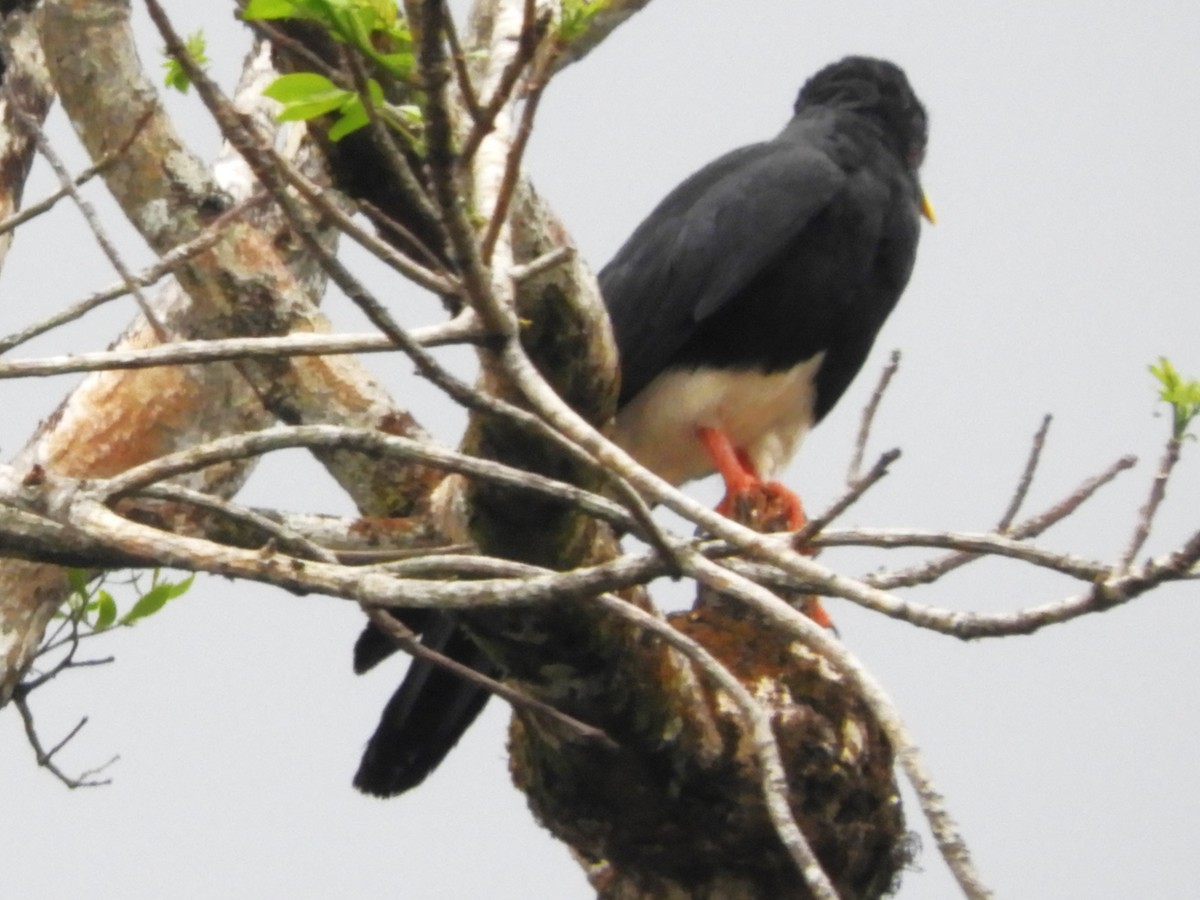 Caracara à gorge rouge - ML617764419