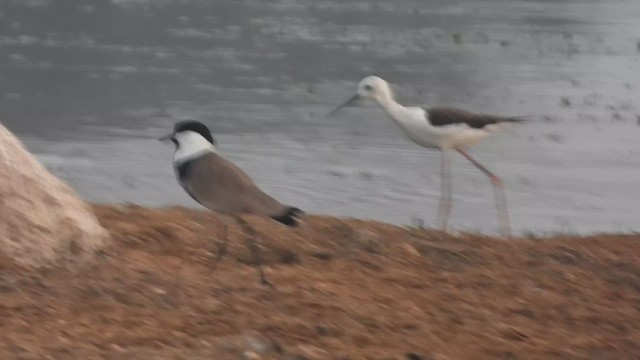 Spur-winged Lapwing - ML617764420