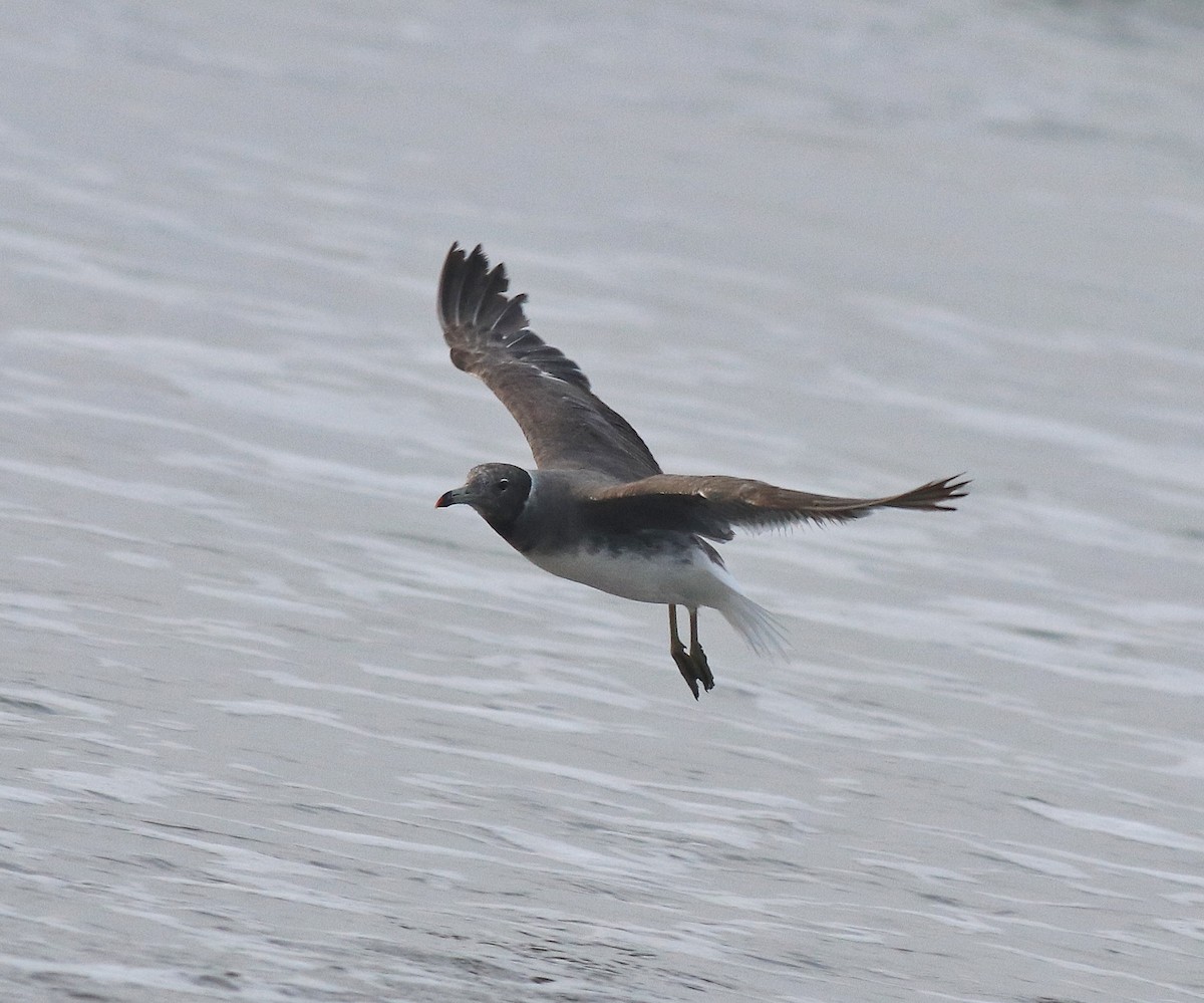 Sooty Gull - ML617764435