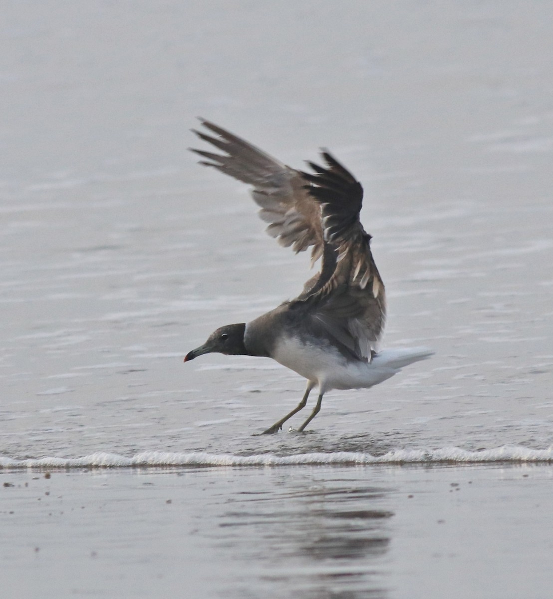 Sooty Gull - ML617764437