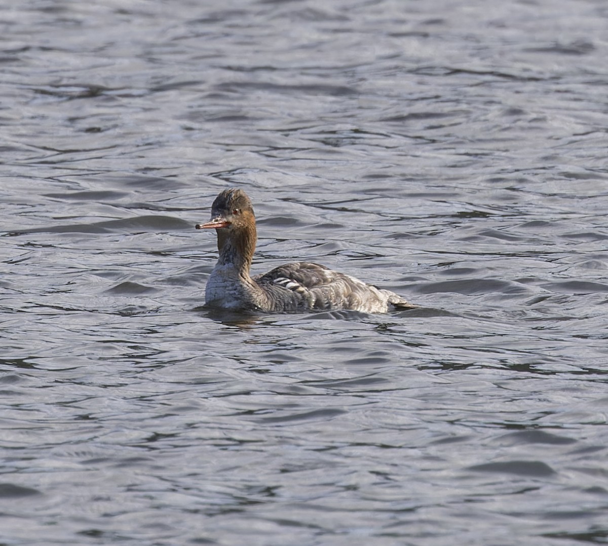 Common Merganser - ML617764448