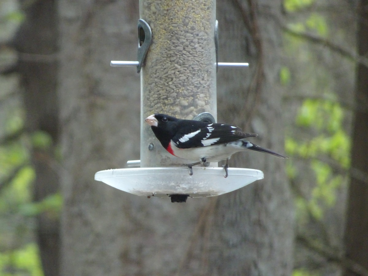 Rose-breasted Grosbeak - ML617764464