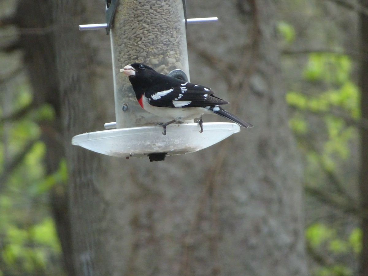 Rose-breasted Grosbeak - Joe Rothstein