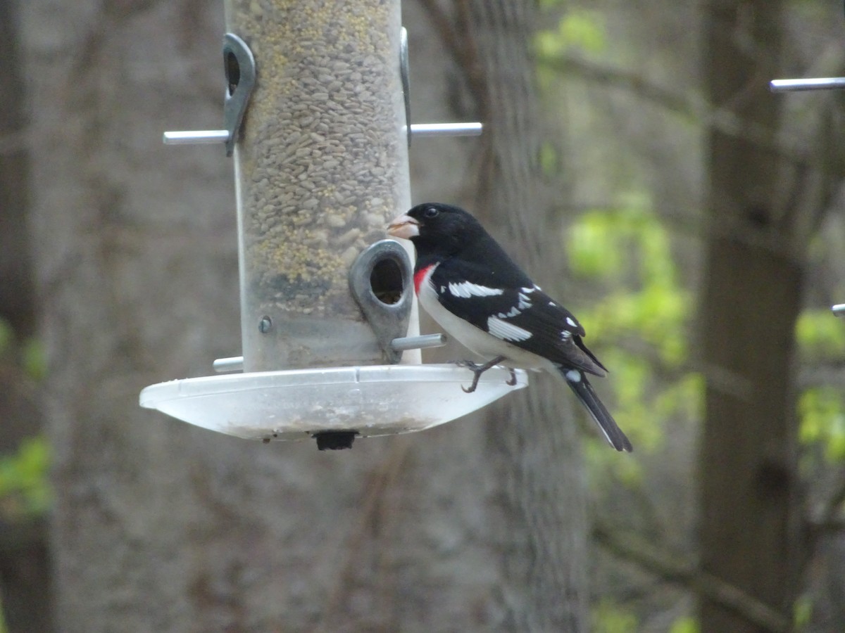 Rose-breasted Grosbeak - ML617764466