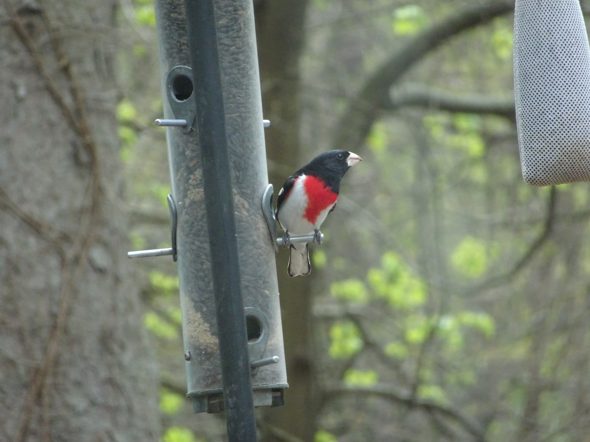 Rose-breasted Grosbeak - ML617764467