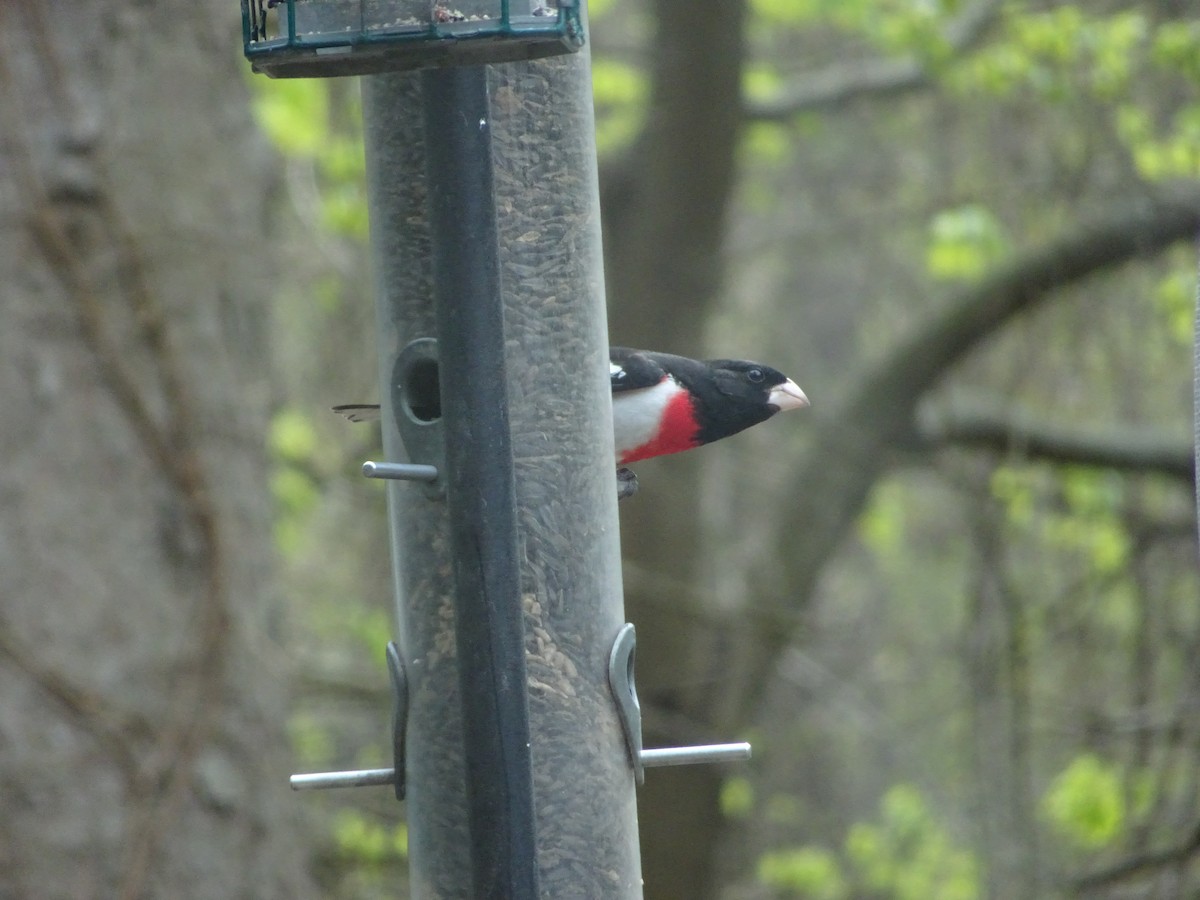 Rose-breasted Grosbeak - ML617764469