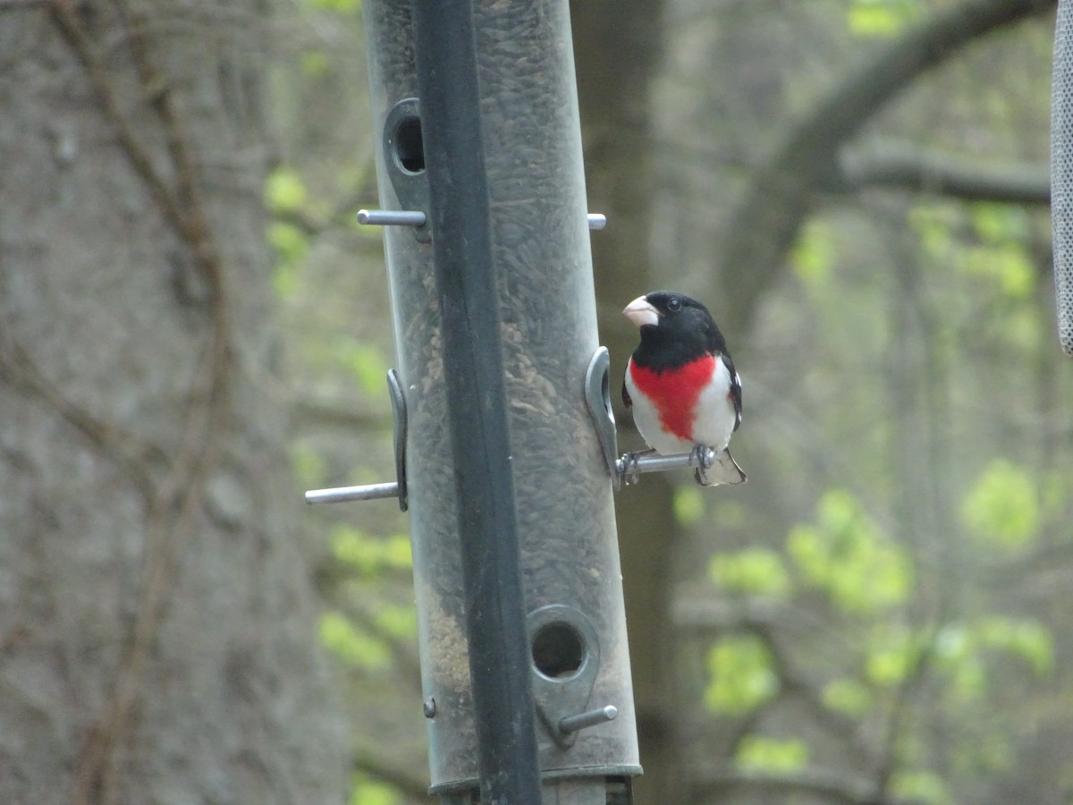 Rose-breasted Grosbeak - ML617764471