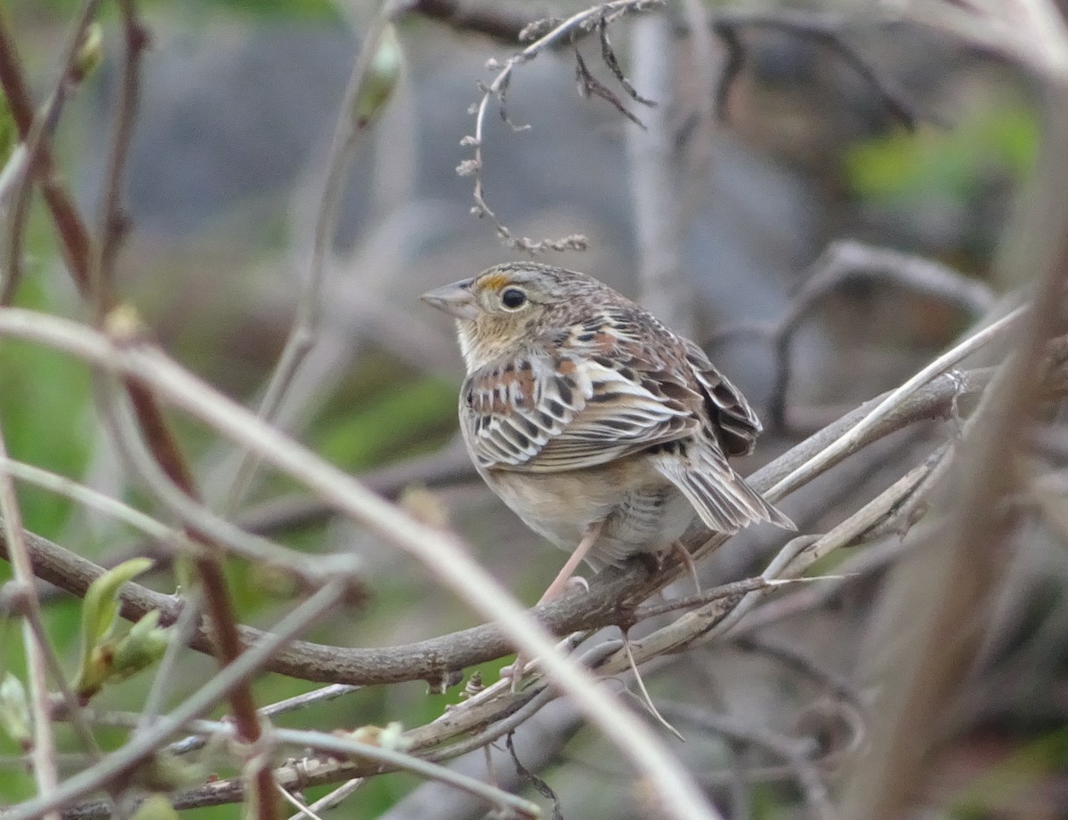 Grasshopper Sparrow - ML617764487