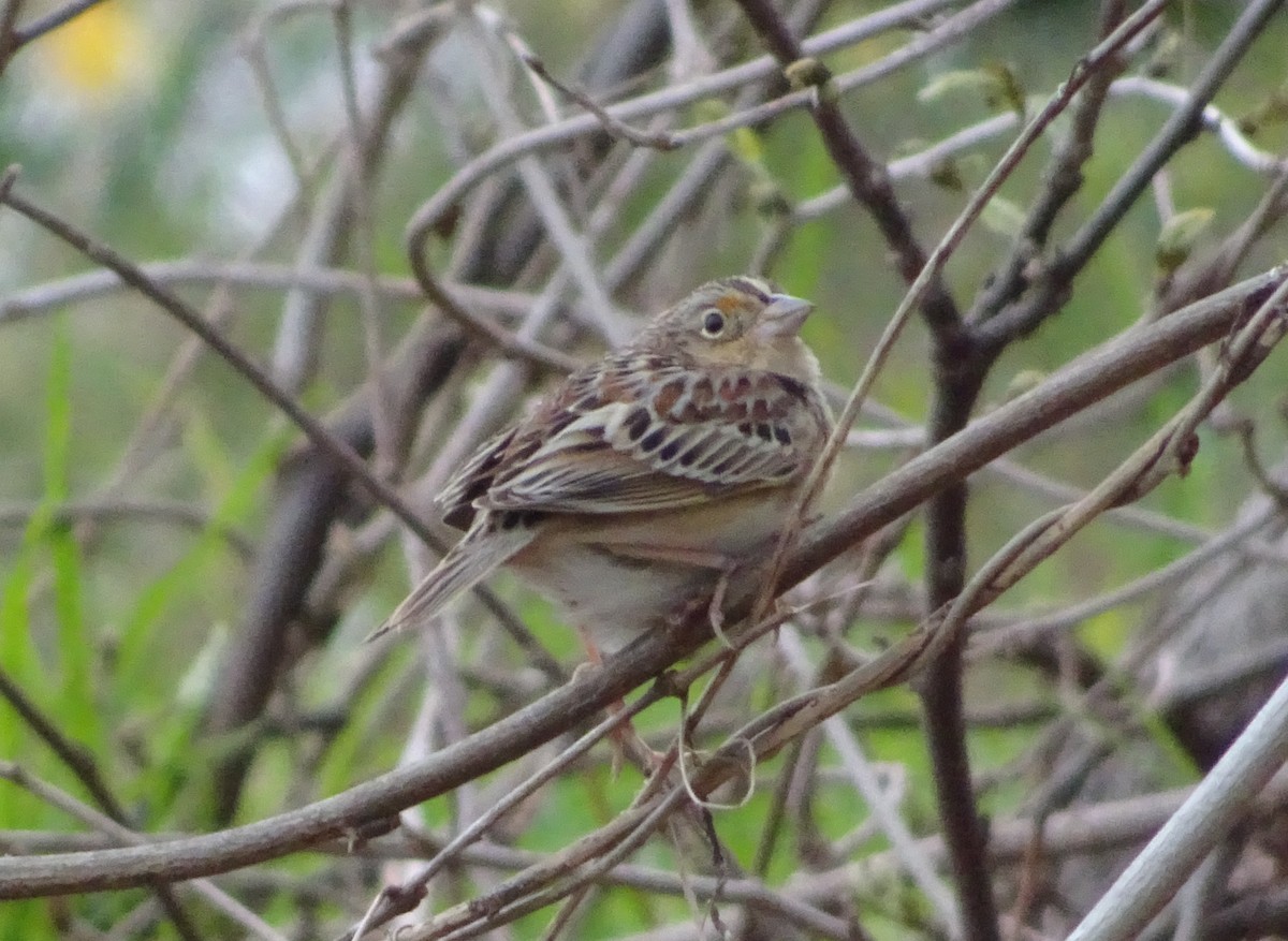 Grasshopper Sparrow - ML617764488