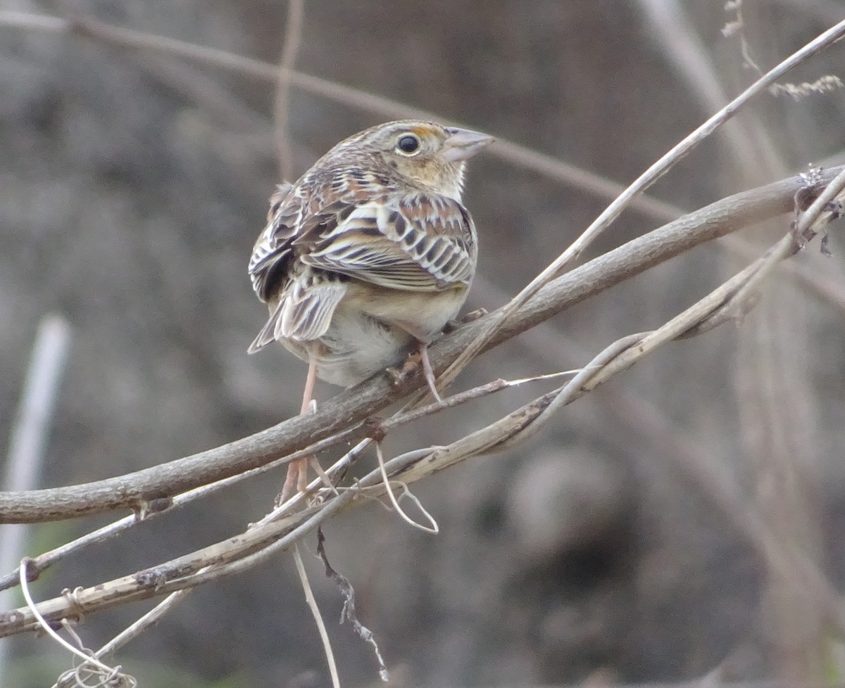 Grasshopper Sparrow - ML617764489