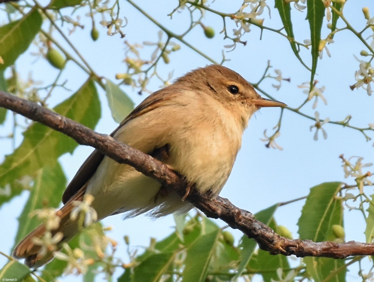 Sykes's Warbler - ML617764494