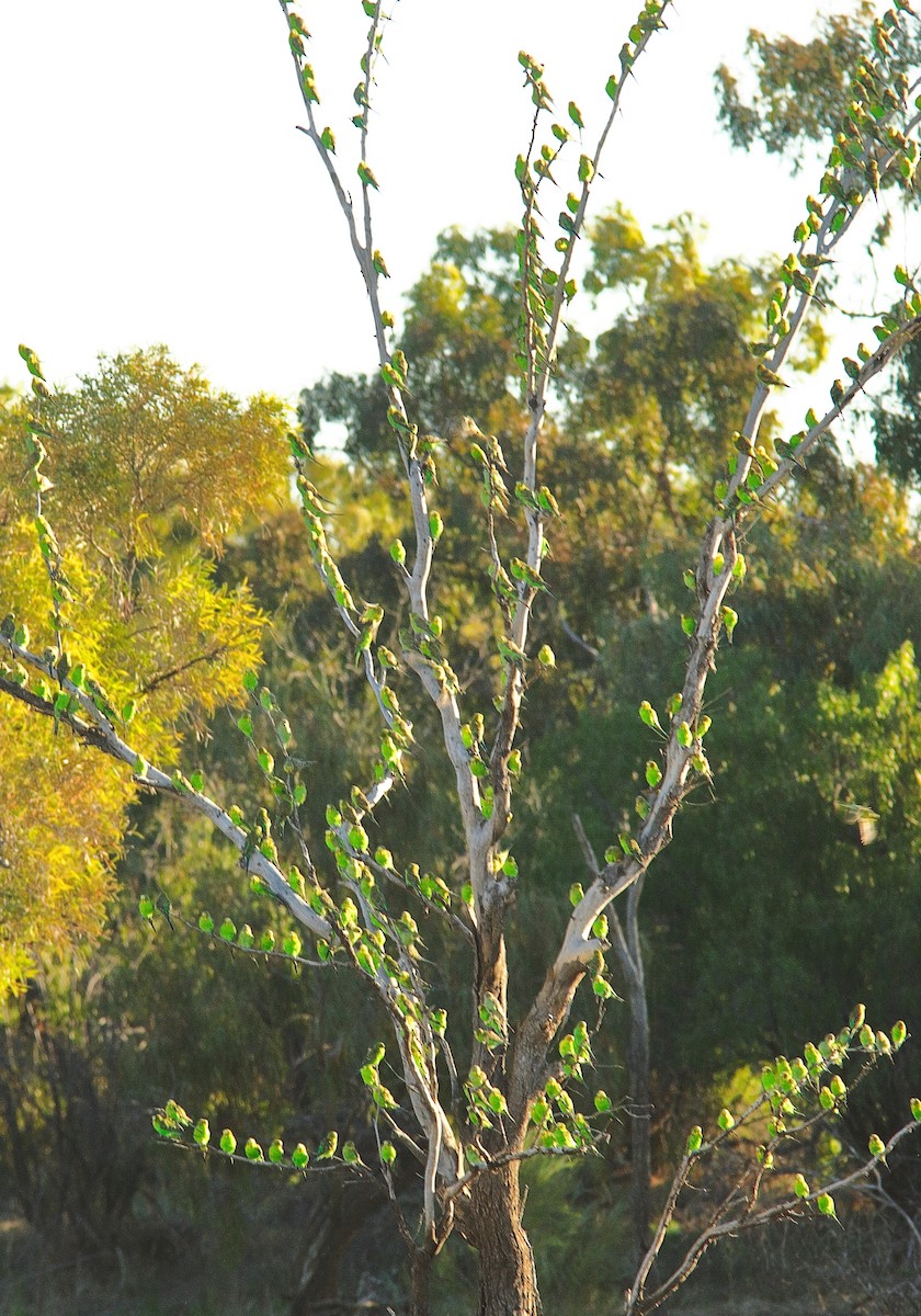 Budgerigar - Rex Matthews