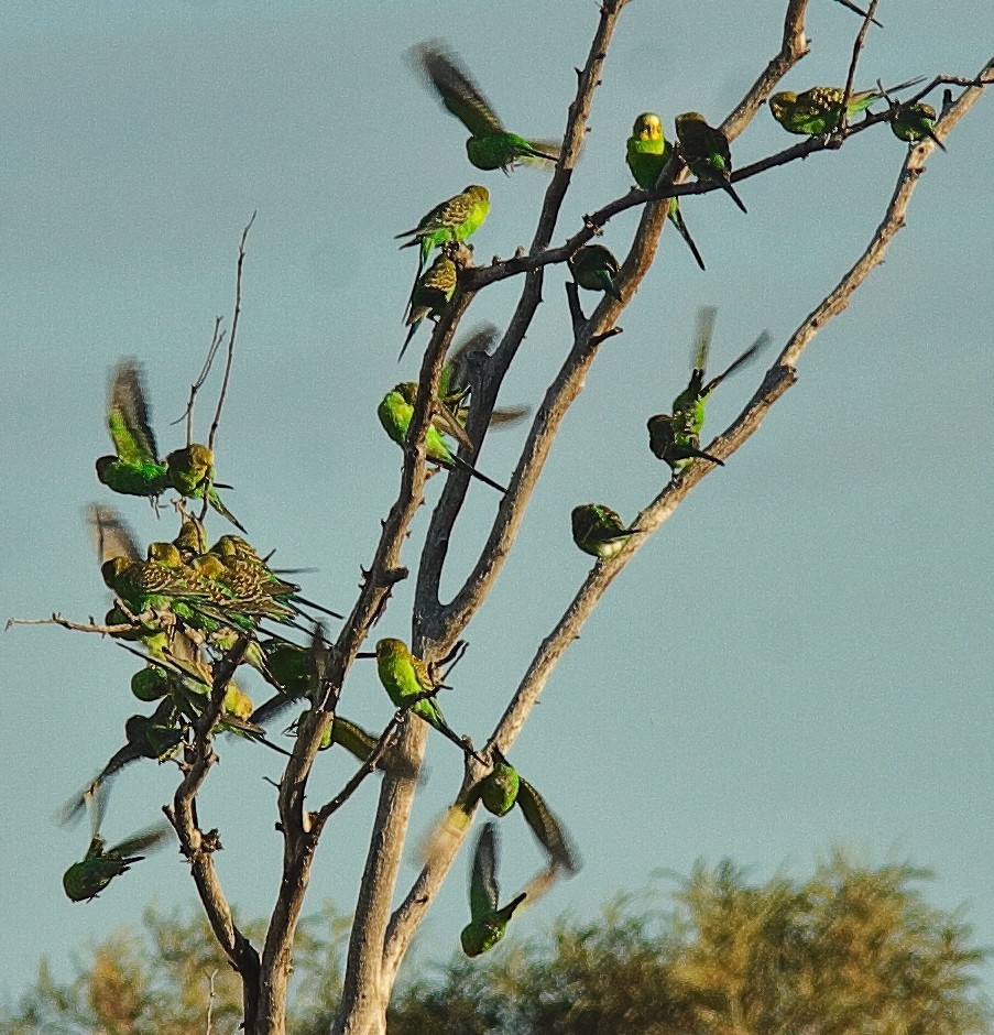 Budgerigar - ML617764509