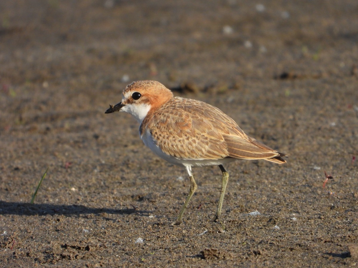 Red-capped Plover - ML617764551