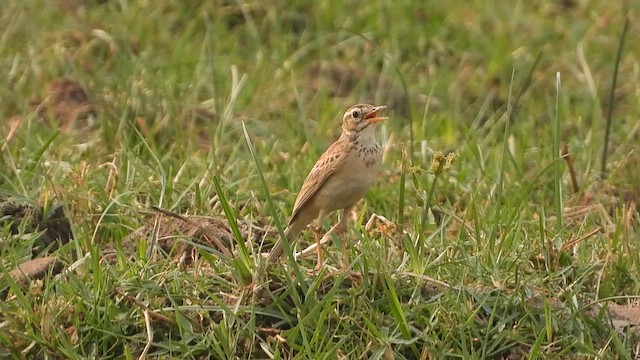 Paddyfield Pipit - ML617764564