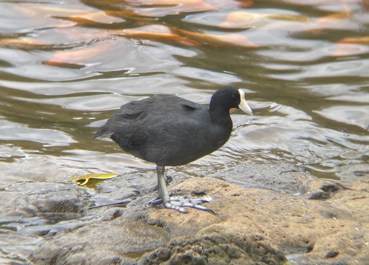 Hawaiian Coot - Jacob Llodra