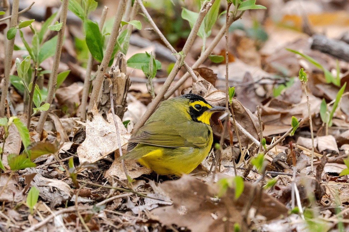 Kentucky Warbler - ML617764635