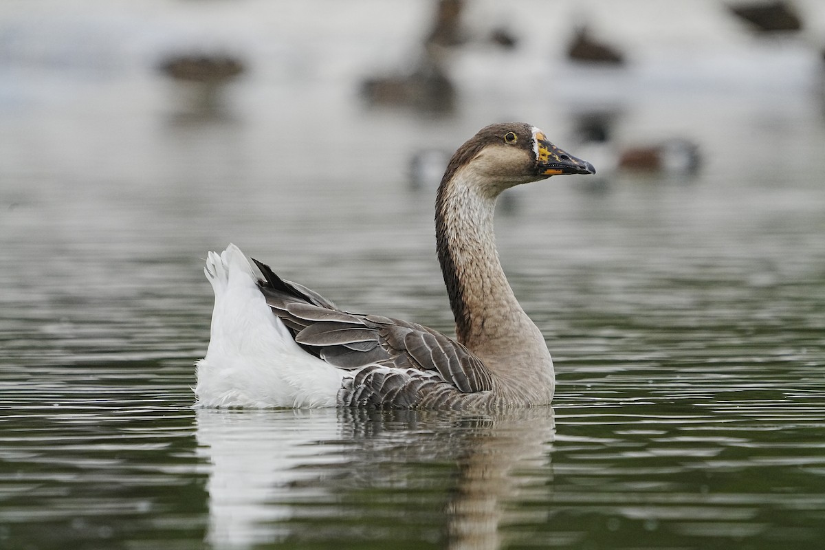 Swan Goose (Domestic type) - Daniel  Garza Tobón