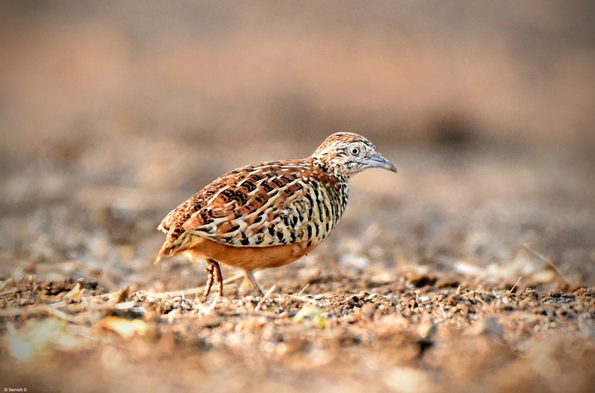 Barred Buttonquail - ML617764645