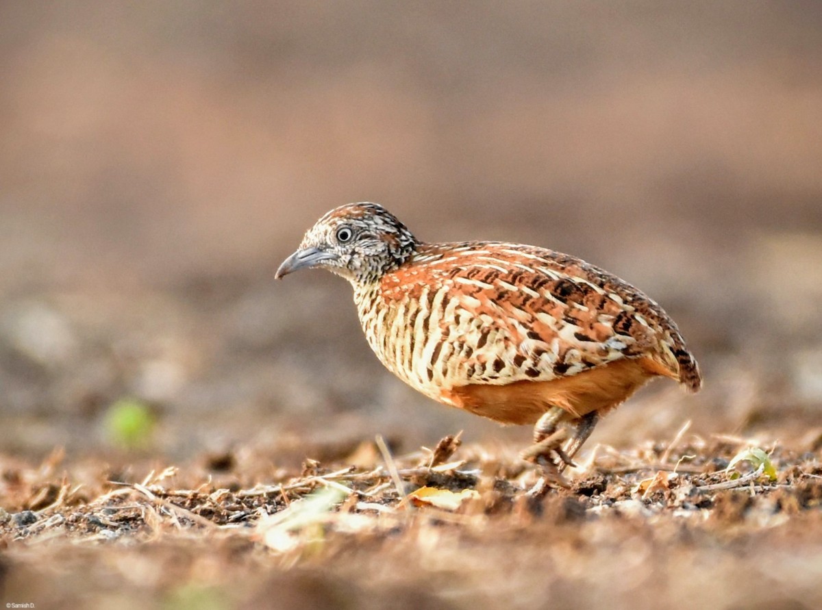 Barred Buttonquail - ML617764647